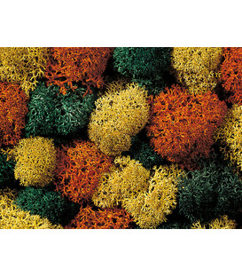 Licheni toamnă Noch 08630